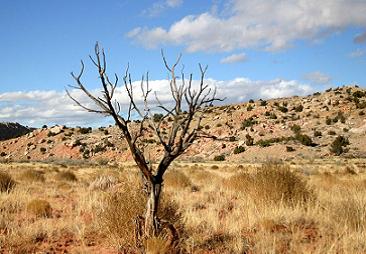 Árvore seca no deserto