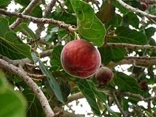 sicômoro-fruto
