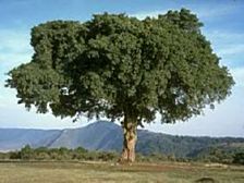 sicômoro-árvore