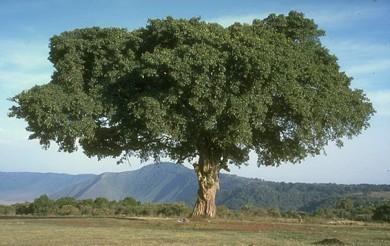sicômoro-árvore