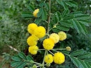 Flor da Acacia nilotica