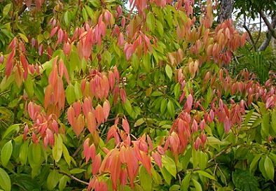 Cinnamomum cassia – planta