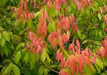 Cinnamomum cassia – planta